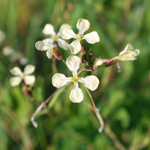 Eruca vesicaria